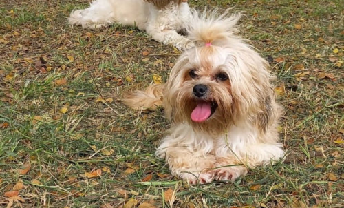 Perla