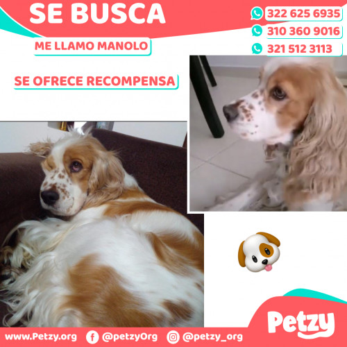 Foto de mascota Manolo