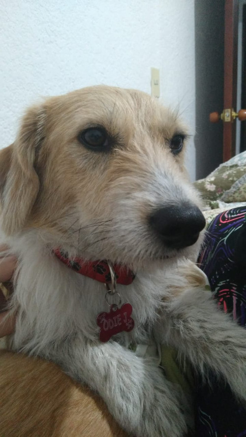 Odie