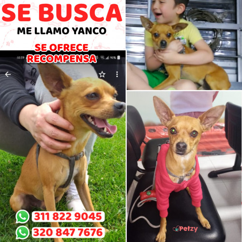 Foto de mascota Yanco