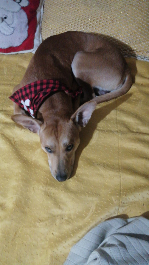 Bruno
