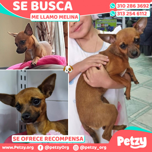 Foto de mascota Melina