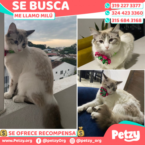 Banner de Milú 
