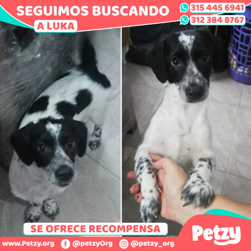 Foto de mascota Luka