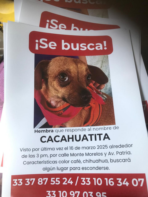 Cacahuatita