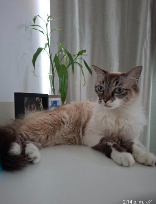 Mia