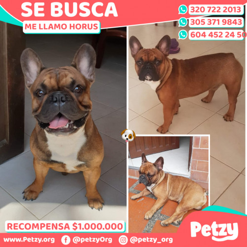 Foto de mascota Horus