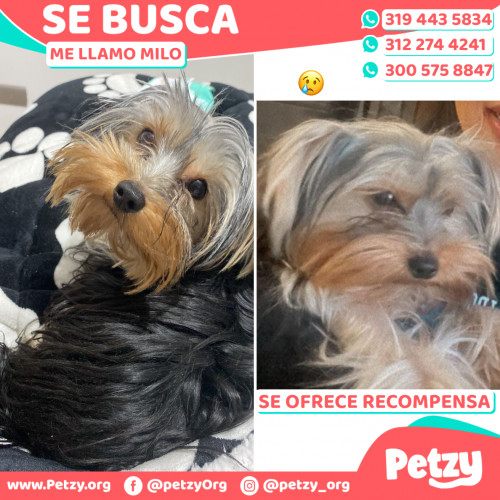 Foto de mascota Milo