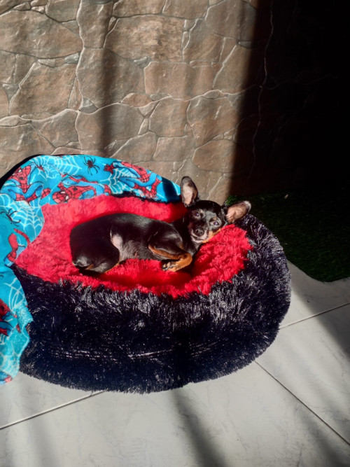 Canela