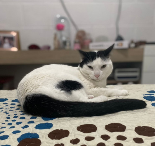 Oreo