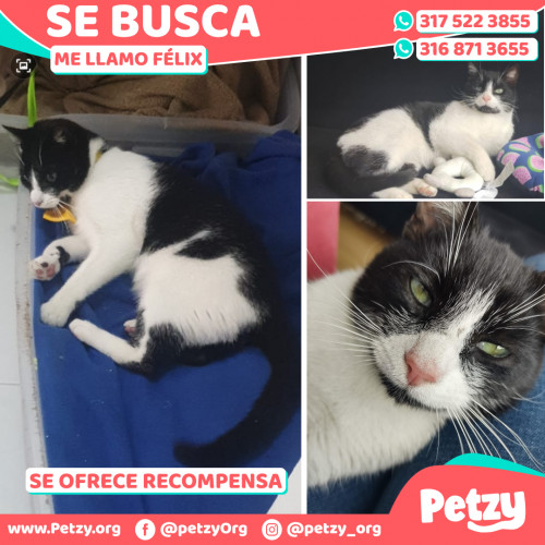 Foto de mascota Félix