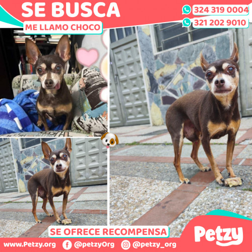 Banner de Choco