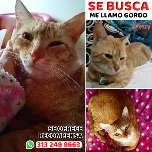 Foto de mascota Gordo