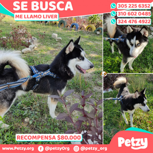 Foto de mascota Liver