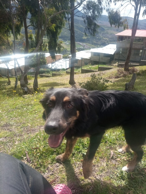 Oso