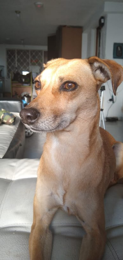 Lulú
