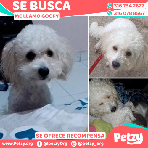 Foto de mascota Goofy