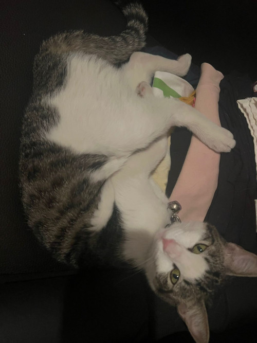 Nala