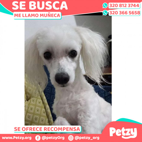 Foto de mascota Muñeca