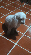 Foto de Lolita en Bucaramanga Santander #5