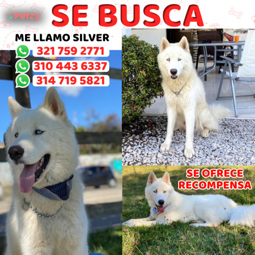 Foto de mascota Silver