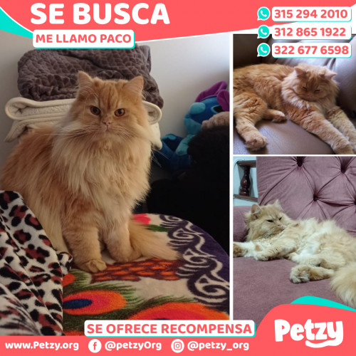 Foto de mascota Paco