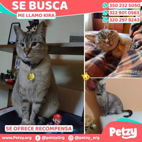 Foto de mascota Kira