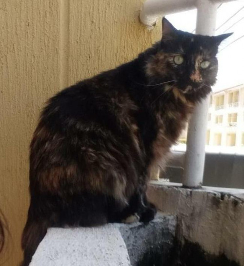 Lola