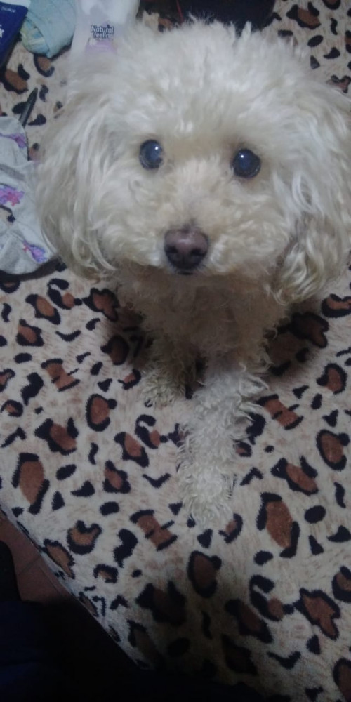 Princesa