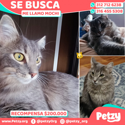 Foto de mascota Mochi 