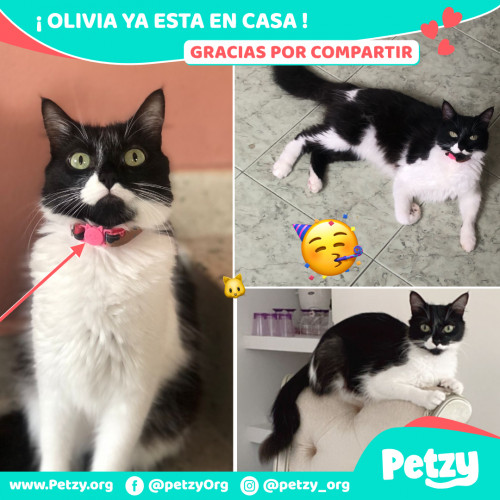 Foto de mascota Olivia