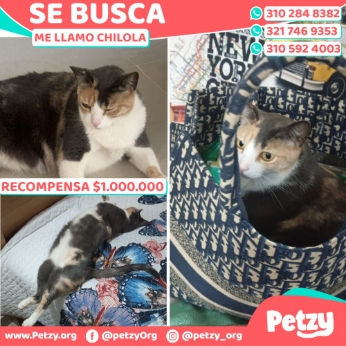 Foto de mascota Chilola