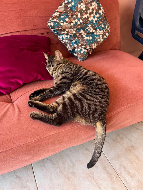 Miguel