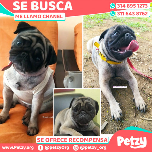 Foto de mascota Chanel 