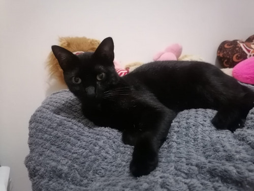 Negro