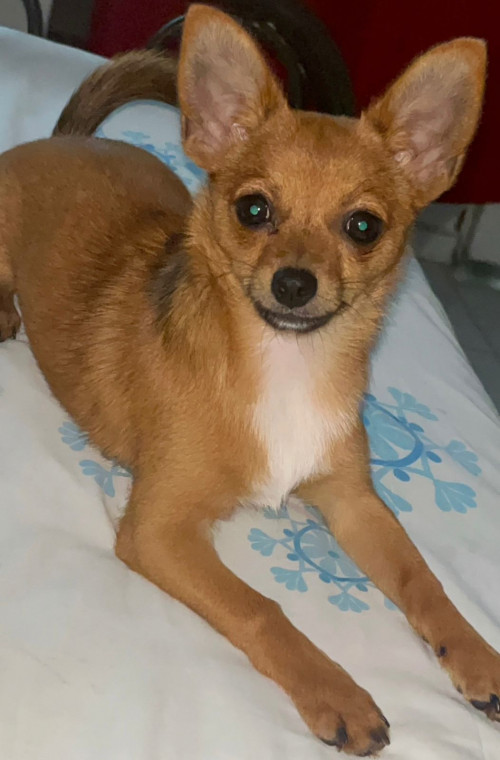 Niña