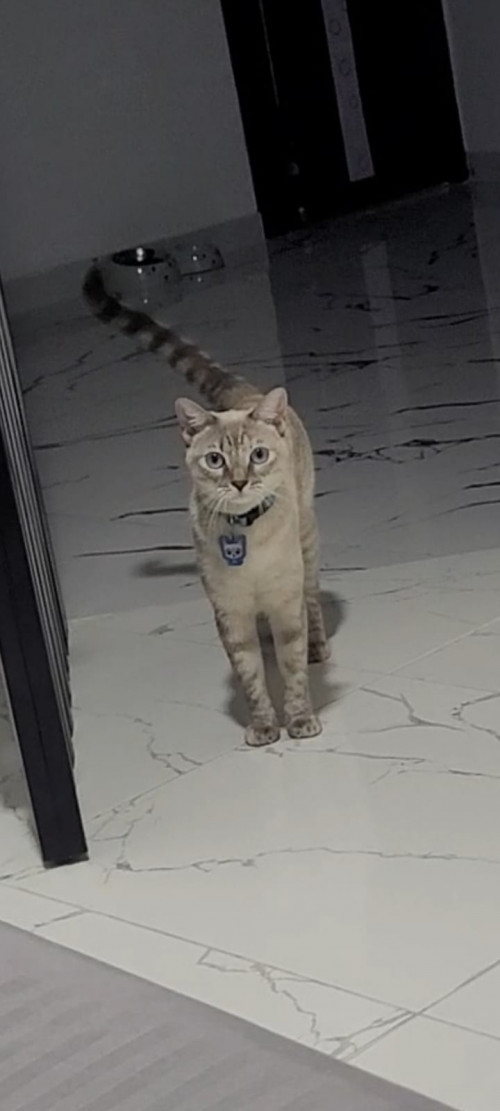 Noa