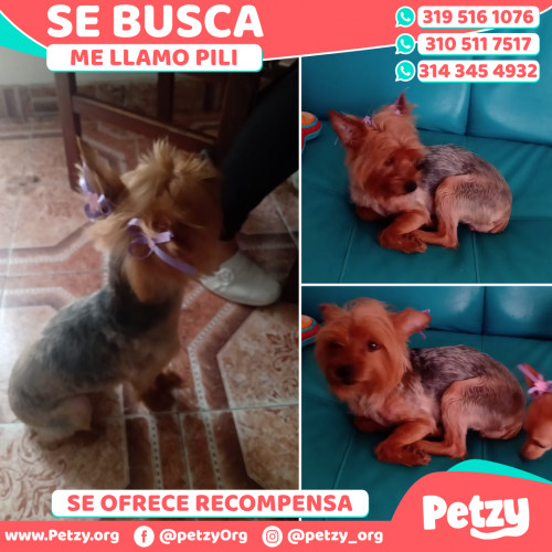 Foto de mascota Pili
