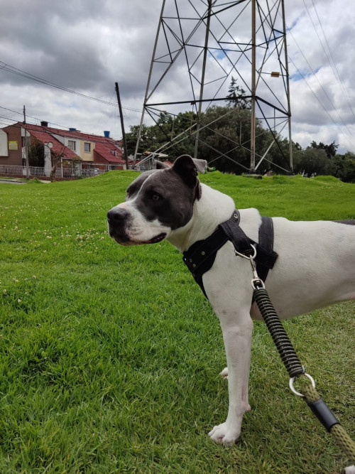 Nala