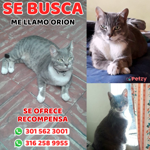 Foto de mascota Orion