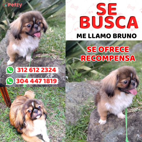 Foto de mascota Bruno