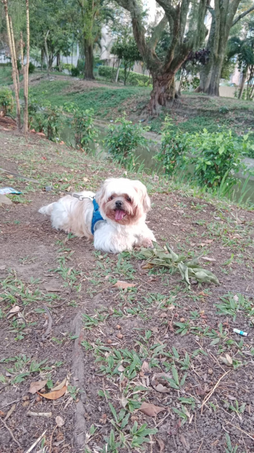 Simon