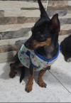 Foto de Kira en Neiva Huila #2