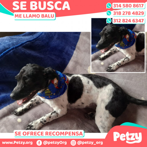 Foto de mascota Balu