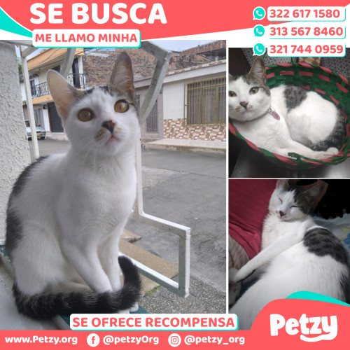 Foto de mascota Minha