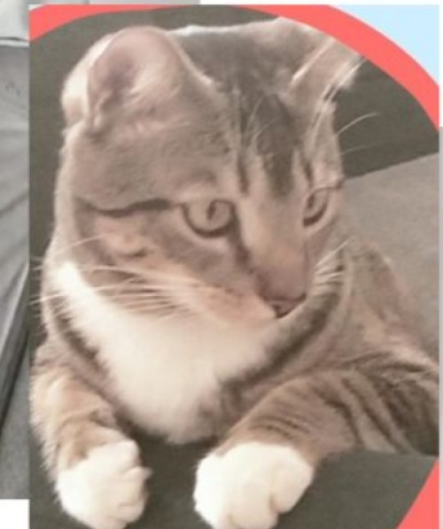 Misky
