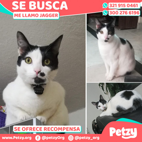 Foto de mascota Jagger