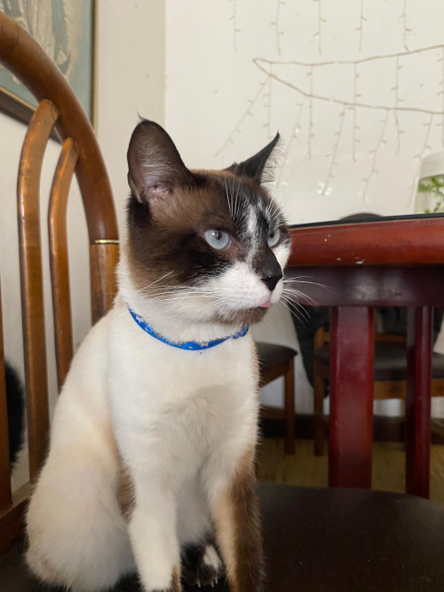 Milo (mailo)