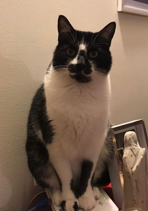 Mowgli