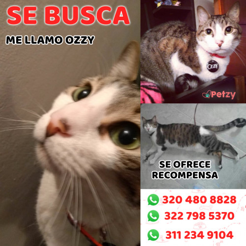 Foto de mascota Ozzy